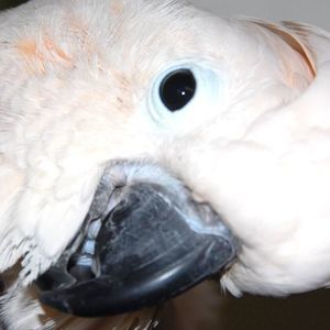 Meet your Posher, Galiena